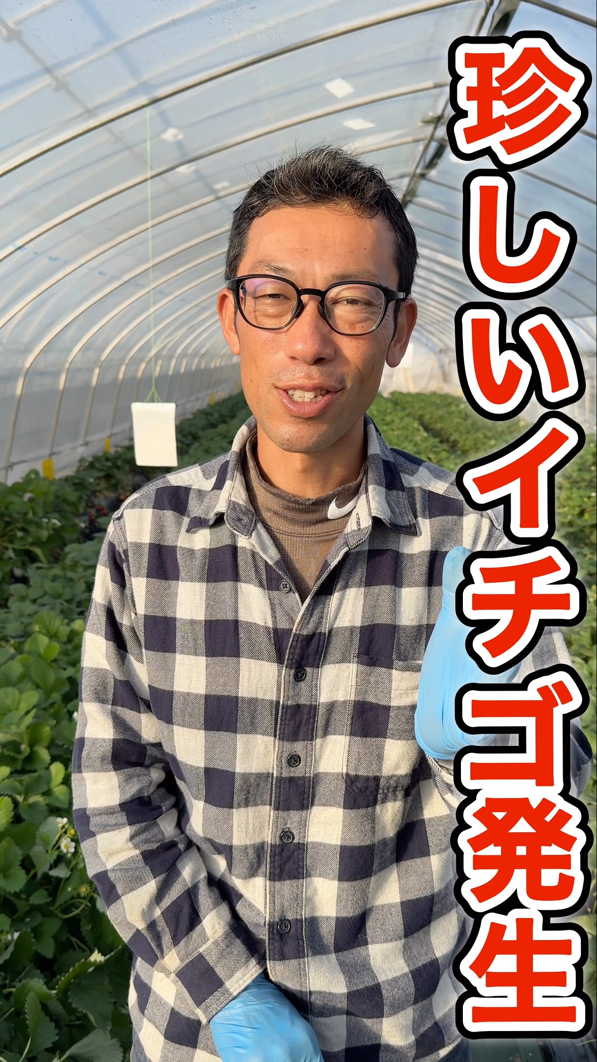 Strawberry cultivation] Rare strawberries discovered