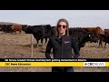 Virtual ranching gains momentum in Alberta
