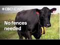 No fences needed: Virtual ranching tech gaining momentum in Alberta
