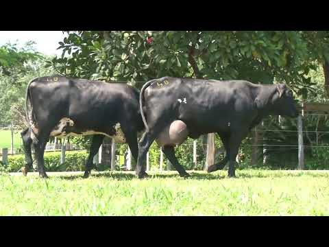 LOTE 48   21º LEILÃO SANTA LUZIA LEITE COM RAÇA🥛🐄