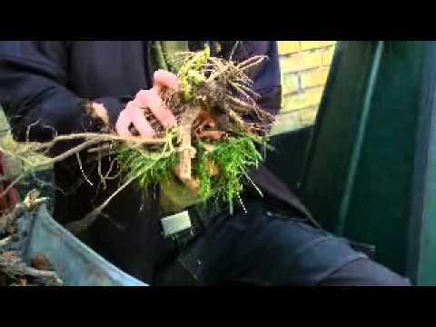 Video: Rabarberblade i kompostbunker: Tips til kompostering af rabarberblade