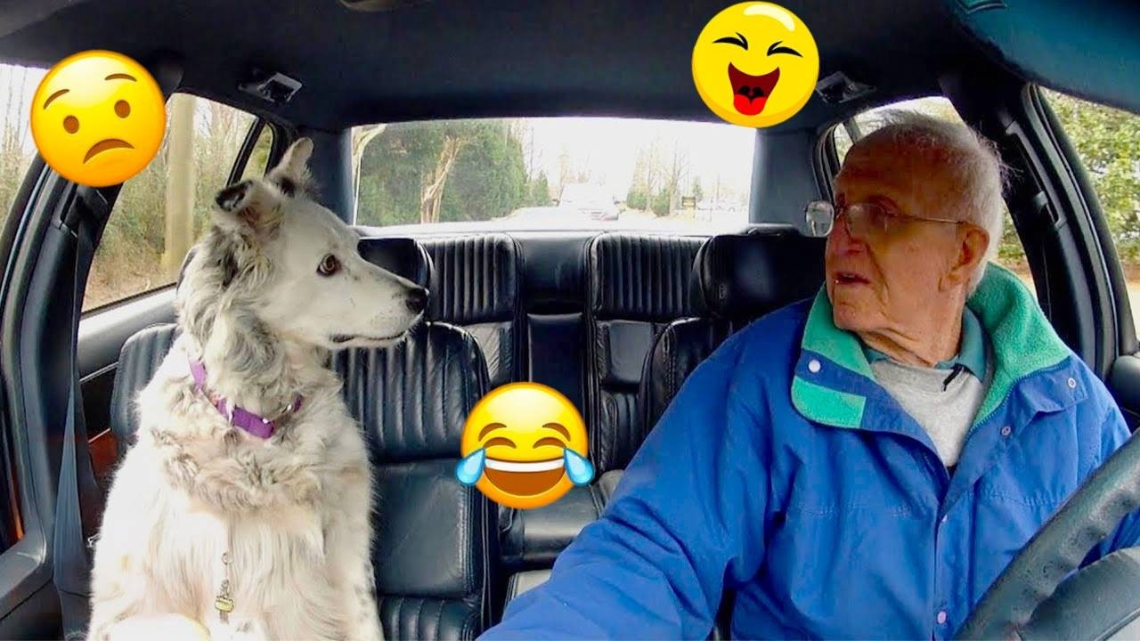 Try Not To Laugh 🤣 Most Watched Funny Dog Videos Compilation 🐶 #42