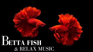 STUNNING BETTA With Relax Music | Relaxing Fish In Black Aquarium