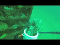 Panama City Beach Lionfish killing