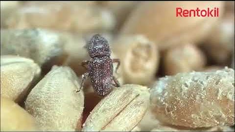 Phosphine Fumigation Treatment - Rentokil Ireland