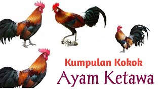 Suara Kokok Ayam Ketawa yang Lucu dan Unik