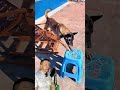 Así usó este perro un banco plástico para resolver un rescate de altura