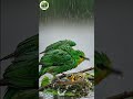 Heartwarming: Mother Bird Sheltering Chicks in Storm #MotherBird #NatureLove #BirdLife #CuteAnimals