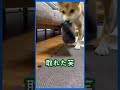 柴犬、大好きなおもちゃがソファーの下に…【豆柴ころた】#shorts #柴犬 #柴犬の日常 #しばいぬ