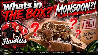 DID WE FINALLY HIT MONSOON! 🐍 What’s in the Box