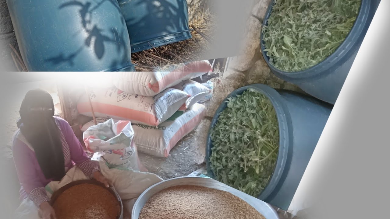 تخزين القمح بمواد طبيعيه وازاى تقعد معاكى من السنه للسنه من غير مواد كيماويه