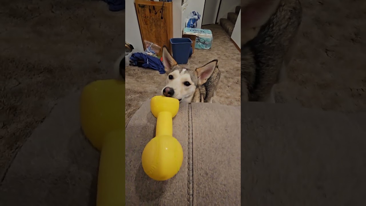 Tug of War with Dumbell