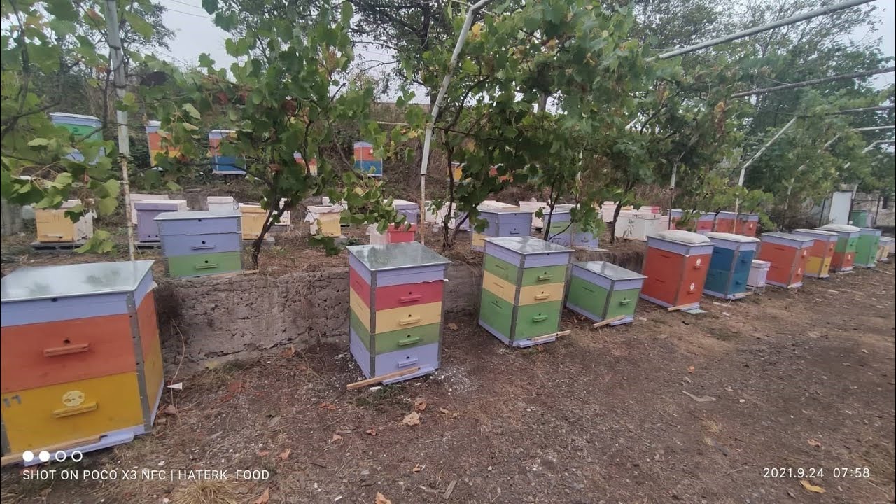 Մեղուների տզային հիվանդություններ Haterk Food