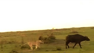 Buffalo Has No Idea A Lion Is Behind Him