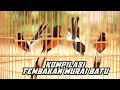 Kompilasi Tembakan Murai Batu Efektif Bikin Mudah Gacor Dan Nembak Mp3 - Mp4 Download
