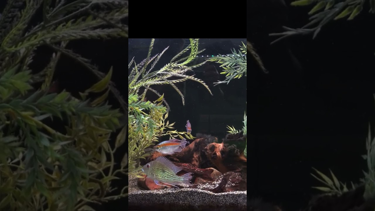 Ultimate HOB Fish Tank Filter Upgrade (Clip from Full Video)