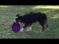 Cooper Frisbee Fun (2017)