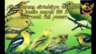 Download lagu Suara pikat burung sirtu||sirpu ribut