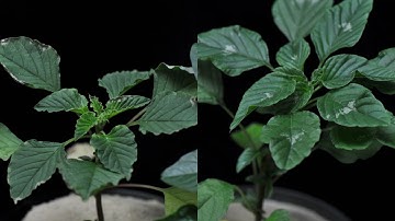 glyphosate (SOA 9) on Palmer amaranth growing point split screen