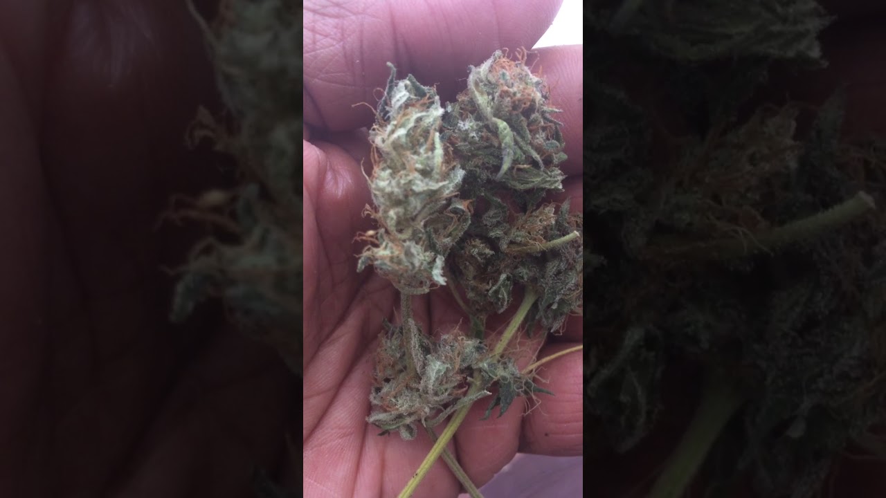 Rudelaris indica crossed with master kush