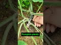 Tricks to increase higher fruit set rate for pumpkins #smartfarming #organicfarming #gardeningtips
