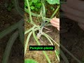 Tricks to increase higher fruit set rate for pumpkins #smartfarming #organicfarming #gardeningtips