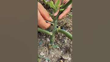 Tricks to increase higher fruit set rate for pumpkins #smartfarming #organicfarming #gardeningtips