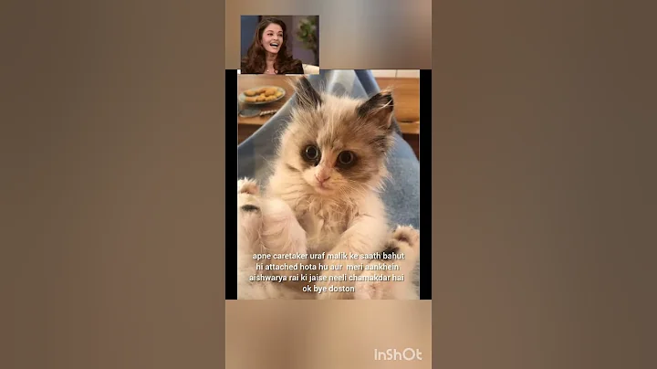 Watch the video about Why ragdoll cat is perfect pet #explorepage#cat#cute#gaming#youtubeshorts#trending