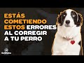 6 ERRORES QUE COMETES AL CORREGIR A TU PERRO