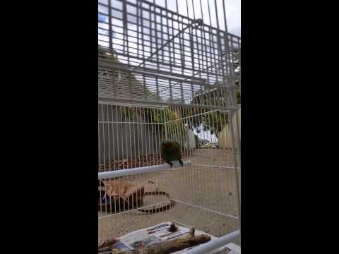 Releasing a Musk Lorikeet