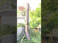 #treecutting#tree#coconut#work#shorts#vairal