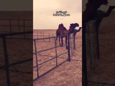 صبران الهرش ملك آل حمود المعجزات