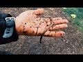 Crazy Amount of Worms Changed My mind about Plastic Gardening