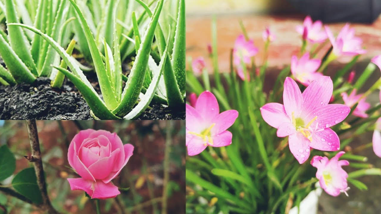 Easy way to grow Flowers How to grow Aloevera. , Rose plants on