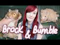 A Fan Surrendered Hamsters! | Brock and Bumble's Story | Munchie's Place