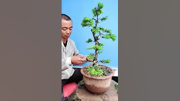 Kỹ thuật tạo dáng và uốn cây tùng đơn giản