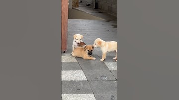 5 chú cún con của nhà bác hàng xóm nhìn đáng yêu ko các bạn ??? #art #dog #cat #fruit #funny