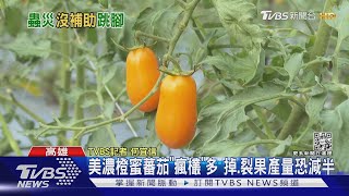 美濃橙蜜蕃茄「瘋欉」多恐產量減半果農:十年來最慘｜TVBS新聞 