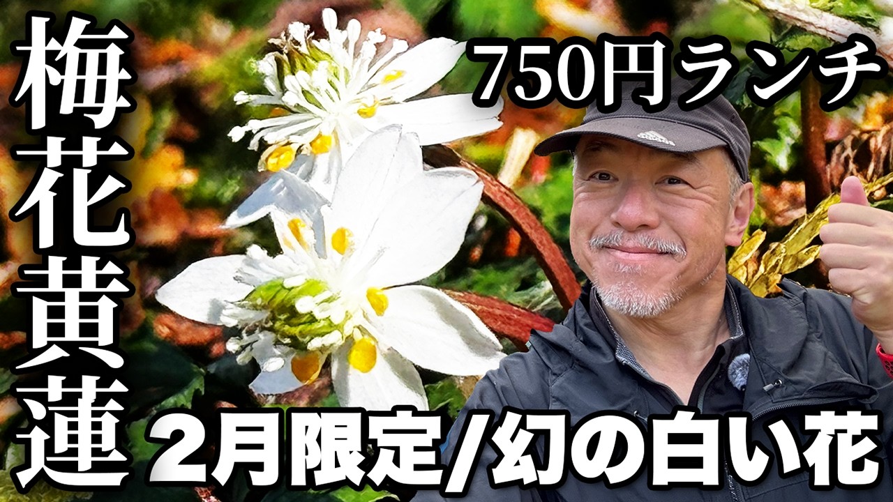 750円ランチが神コスパ！日高村「わのわ」⇒佐川町バイカオウレン散策【旅行VLOG、レビュー】日本植物学の父『牧野富太郎』生誕地を歩く！64歳でも歩ける10kmルート！縄文遺跡もあるよ！