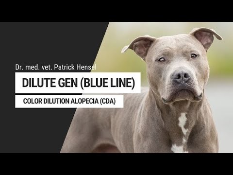 Dilute Gen - Color Dilution Alopecia - Die Aufklärung mit Dr. med. vet. Patrick Hensel