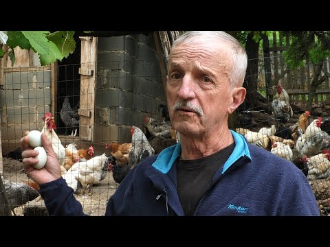 Video: Isplati li se kupiti kokošinjac?