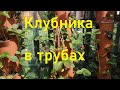 Клубника  в вертикальных и горизонтальных трубах