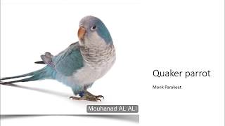 قبل ان تشتري ببغاء الكويكر شاهد هذا الفيديو! || quaker parrot ||