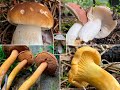 Pilze im September | 08.09.2020 | Eine neblige Waldrunde durch unseren Lieblingswald im September