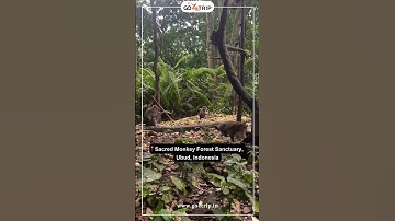 Exploring Sacred Monkey Forest Sanctuary in Ubud, Indonesia #travel #monkeyforestubud #indonesia