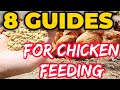 8 FEEDING GUIDES FOR CHICKEN| Free-Range chicken farming