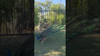 Magical Moment With A #peacock  😍🥰