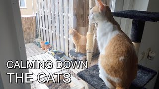Tricks to make the cats shift focus