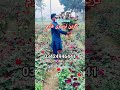 فل بلیک گلاب کا پودا جو بھائی اس طرح کے پودے پرچیز کرنا چاہتا ہے وہ ہم سے رابطہ کریں بائیو نمبر لگا