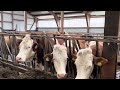 Ферма в Германии.Содержание Коров.